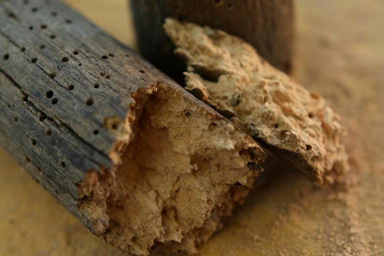 À Soissons, le diagnostic termites protège votre bien immobilier